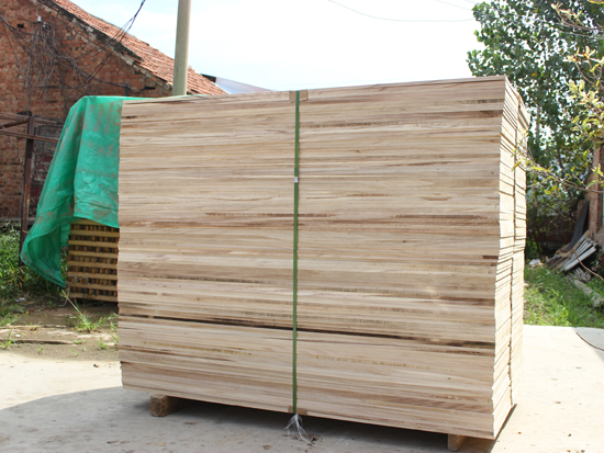 Paulownia
